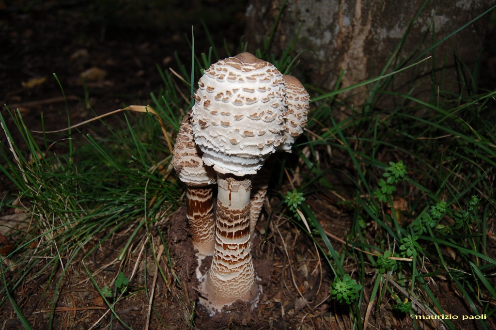 Funghi della bella stagione